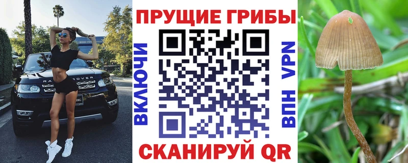 купить  цена  Луза  Псилоцибиновые грибы Cubensis 